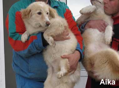 Hund sucht Dosen&ouml;ffner - Diashow